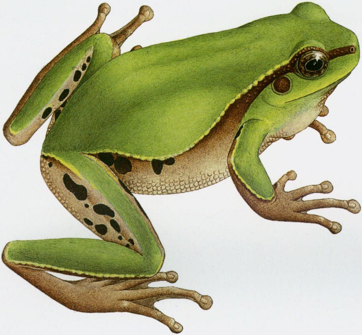 华西雨蛙腾冲亚种