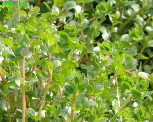 rotala