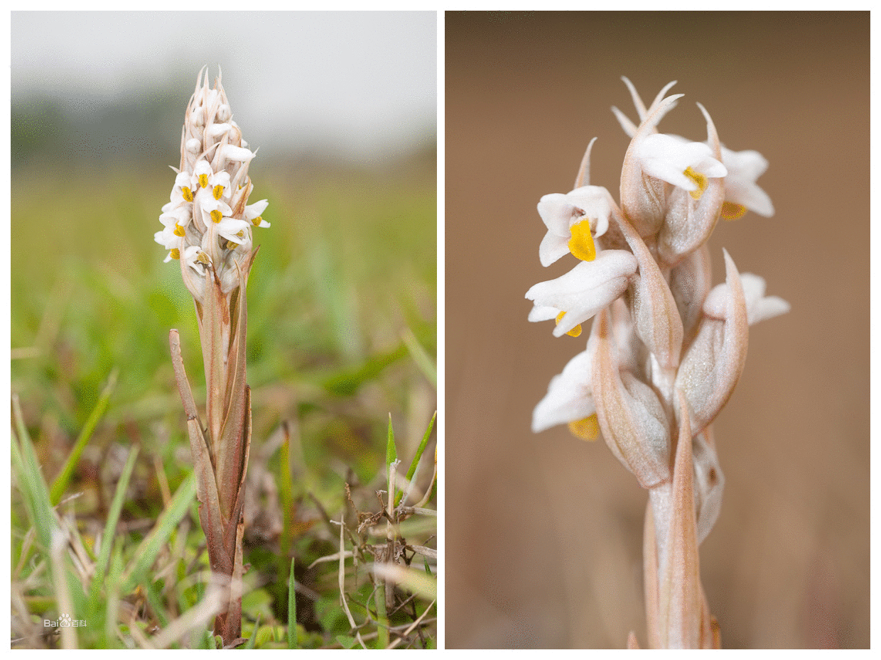 p>线柱兰属是兰科下的一个属,地生兰,具匍匐生根的根状茎.