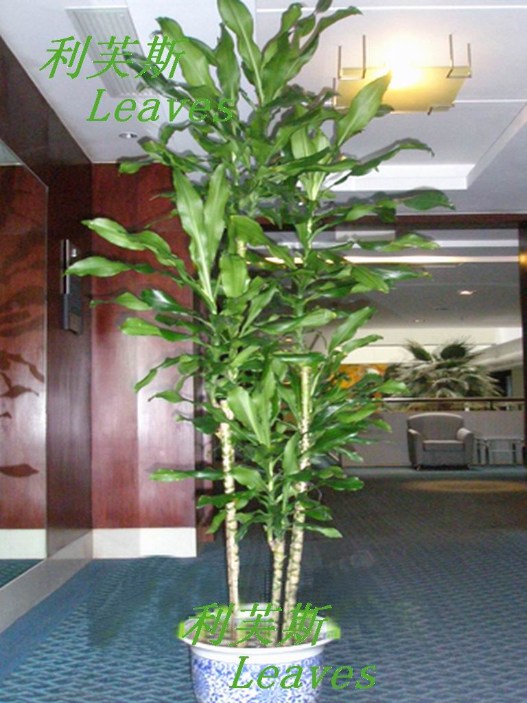 p>螺纹铁,拉丁文名: i>dracaena deremensis  /i>'compacta.
