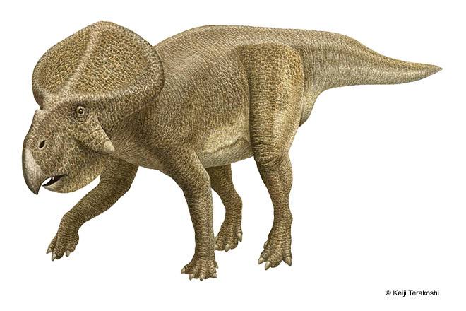  p>原角龙(属名:protoceratops)在希腊文意为"第一个有角的脸, 是种
