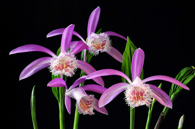  p>台湾独蒜兰(学名: i>pleione formosana  /i> hayata):半附生或 a