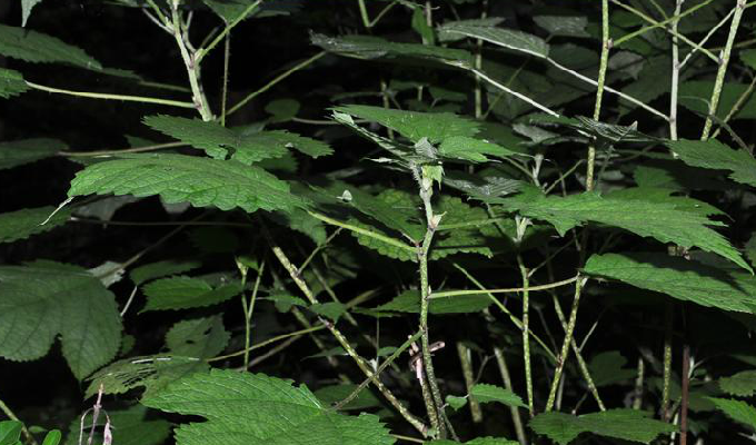 p>浙江蝎子草(学名 i>girardinia chingiana/i)是荨麻科蝎子草属