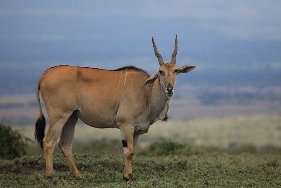 naemorhedus cranbrooki