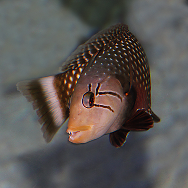  p>花尾连鳍鱼, i>novaculichthys taeniourus /i> (lacepède, 1801)