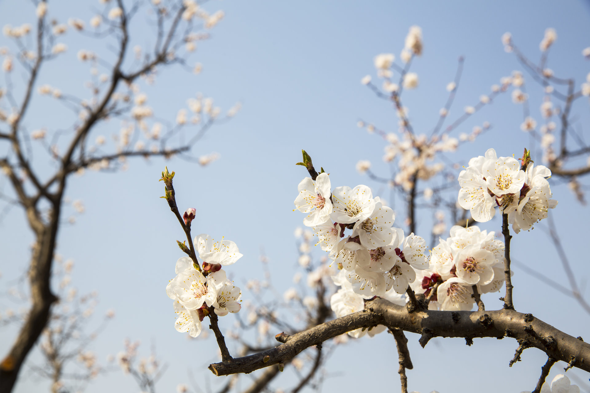  p>桃花,就是盛开的花朵,属 a target="_blank" href="/item/蔷薇科