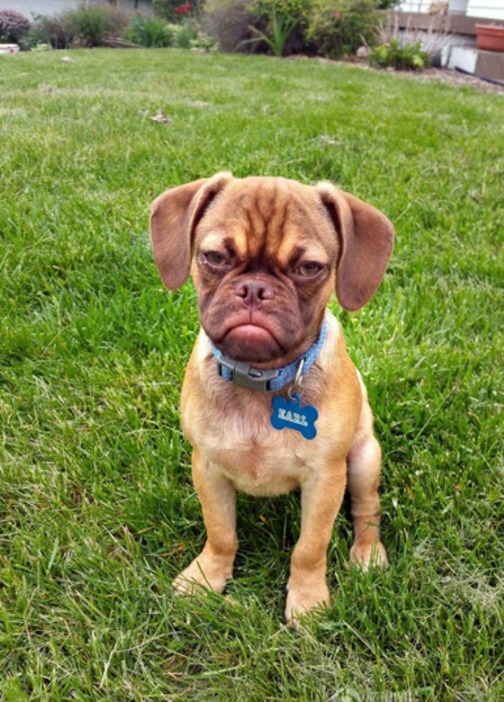 ">小狗狗 /a>earl充满 a target="_blank" href="/item/怨念/217700"