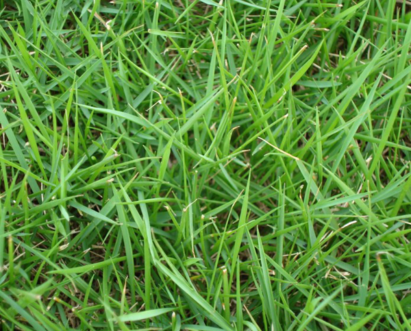  p>结缕草(学名: i>zoysia japonica /i>  steud),为禾本科,结缕草属