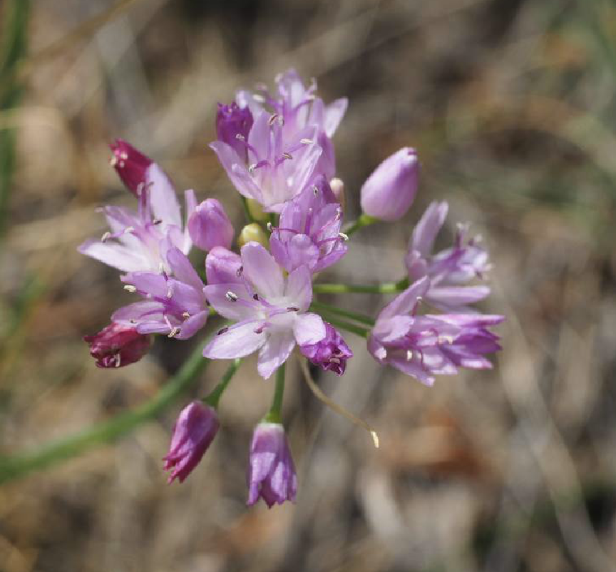  p>蒙古韭(学名: i>allium mongolicum /i> regel)是百合科葱属植物.