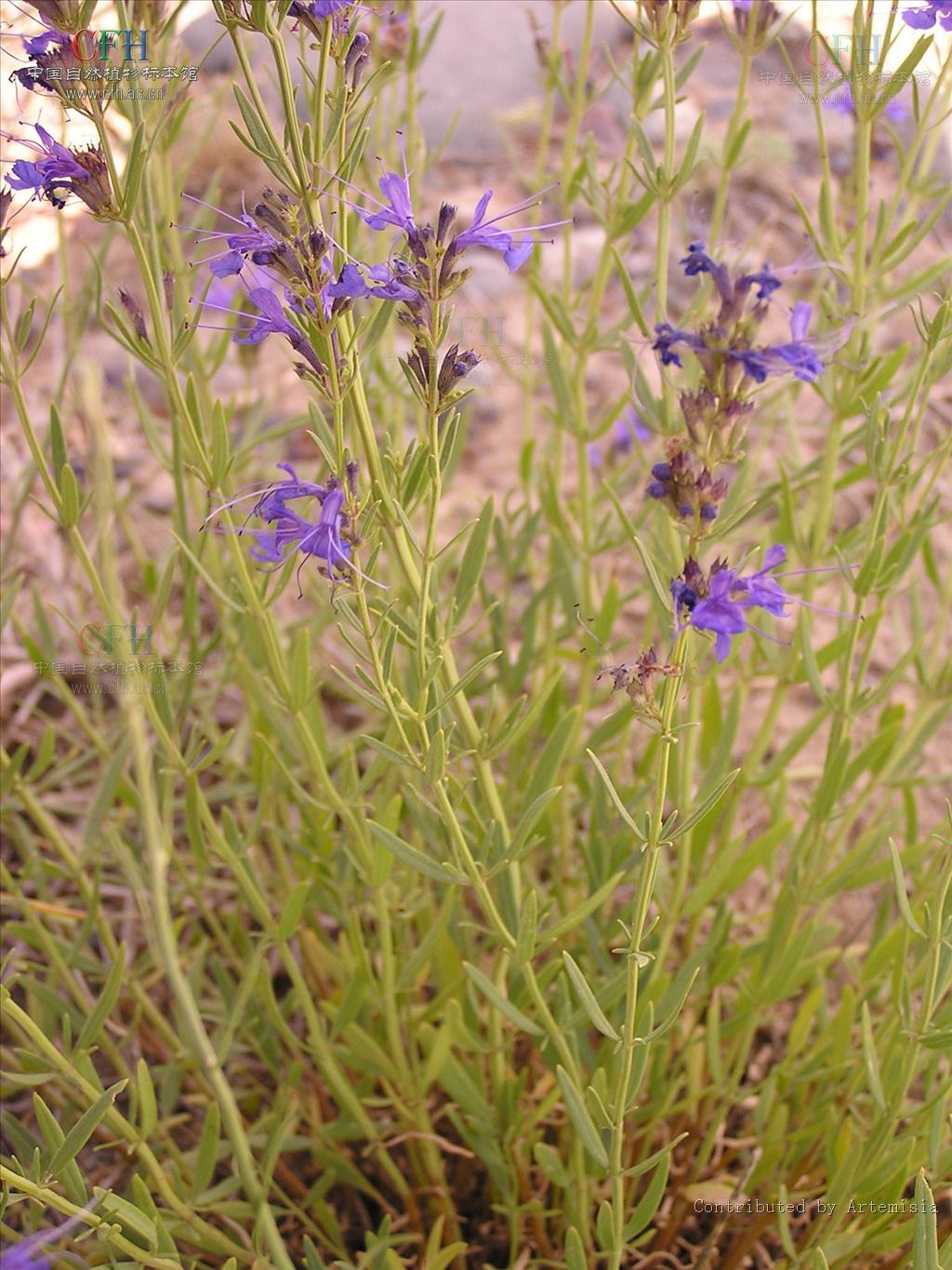  p>神香草属( a target="_blank" href="/item/学名/8074290" data