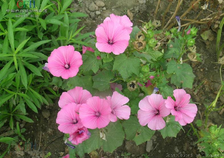  p>花葵属(学名:lavatera linn.