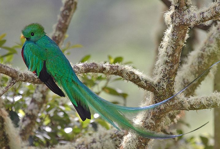  p>凤尾绿咬鹃(学名: i>pharomachrus mocinno /i>)属 a href="#">