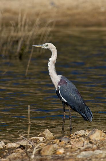  p>白颈鹭(学名: i>ardea pacifica /i>)是鹳形目 a href="#">鹭科 /a