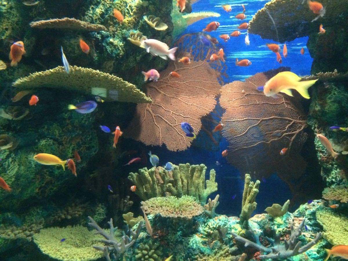  p>上海海洋水族馆位于中国上海市浦东新区陆家嘴环路1388号,紧邻