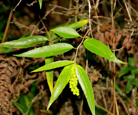  p data-id="gnbjamxngt">小血藤,中药名.