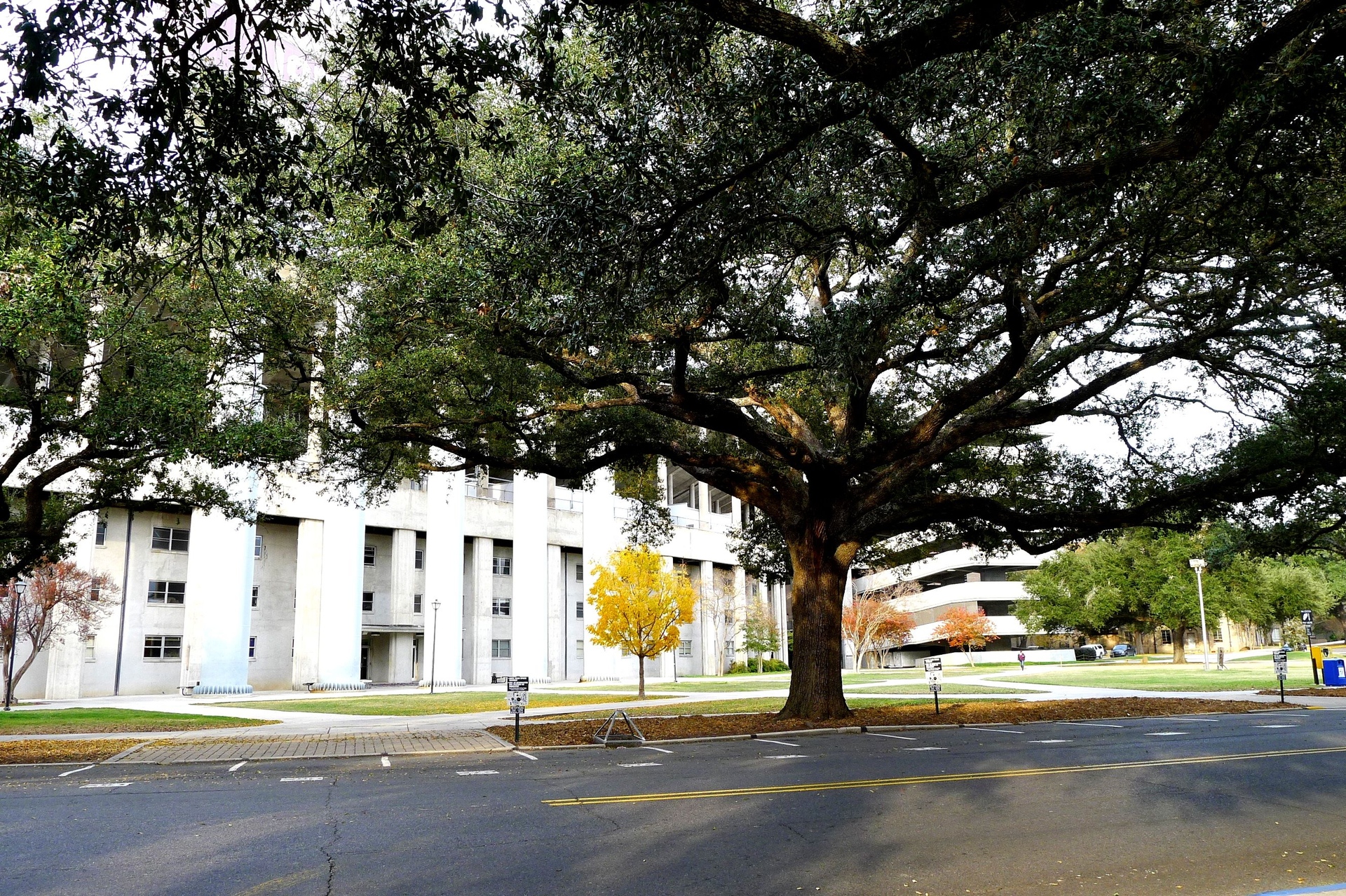  p>路易斯安那州立大学(louisiana state university, baton rouge)