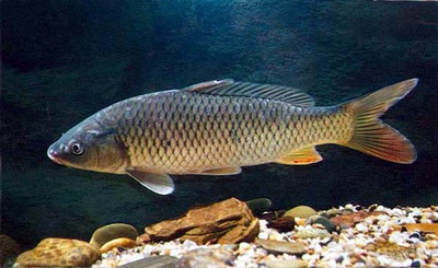 草食性鱼类 百度百科