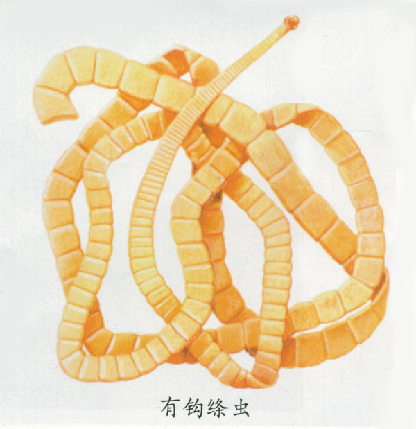 data-lemmaid="414417">动物分类学 /a>的一个阶元, 即绦虫纲中的原