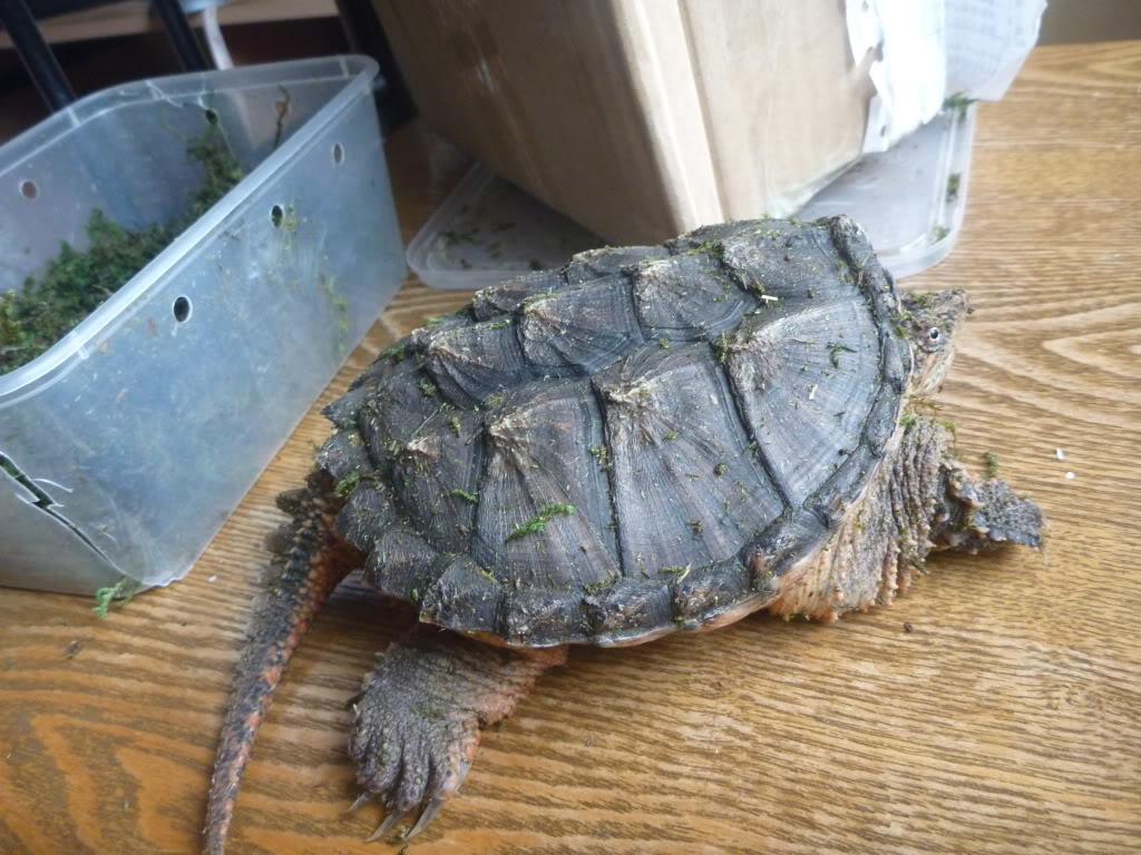  p>拟鳄龟(学名: i>chelydra serpentina /i>)是鳄龟科,拟鳄龟属动物.