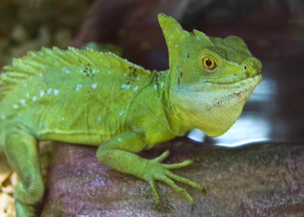 basilisk lizard