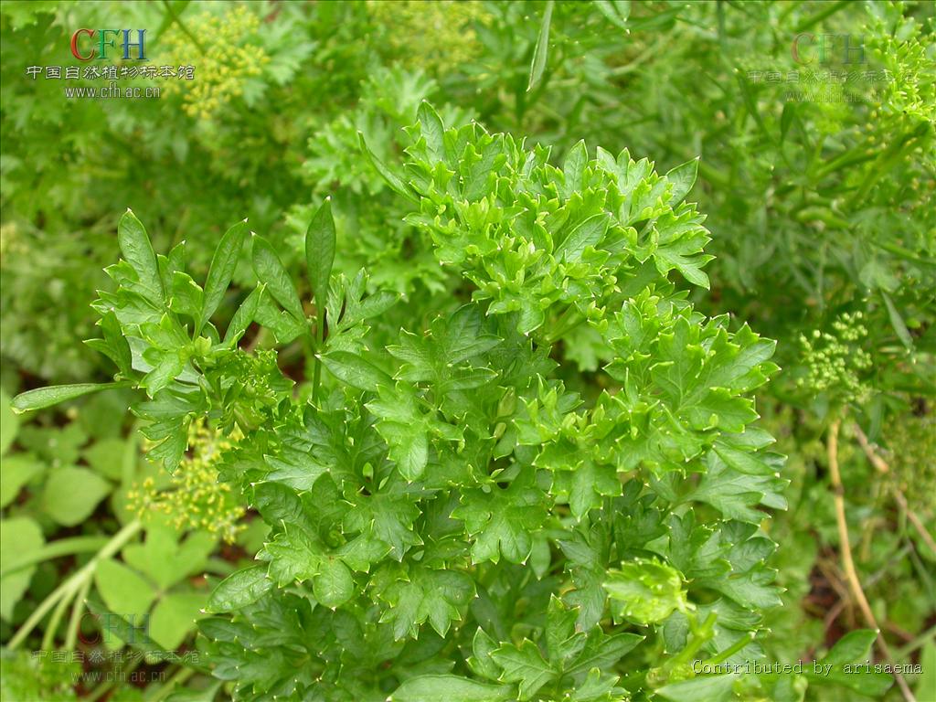  p>欧芹属,学名petroselinum hill , a target="_blank" href="/item