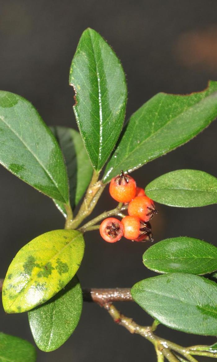  p>粉叶栒子(学名: i>cotoneaster glaucophyllus /i> franch.