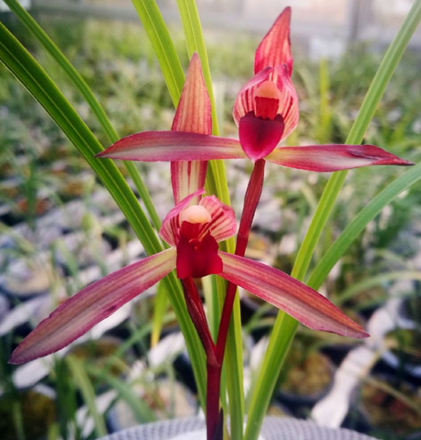 中国四川蘭 紅花素 5本立 花芽2 秉承传统酿造工艺茅台镇第