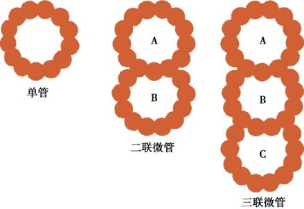 微管_百度百科