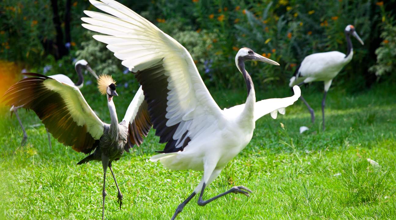  p>长隆飞鸟乐园(chimelong birds park)是 a target="_blank" href="