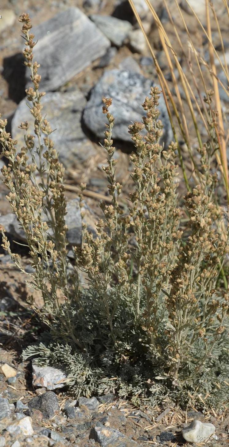 poljak.)是菊科,绢蒿属植物.