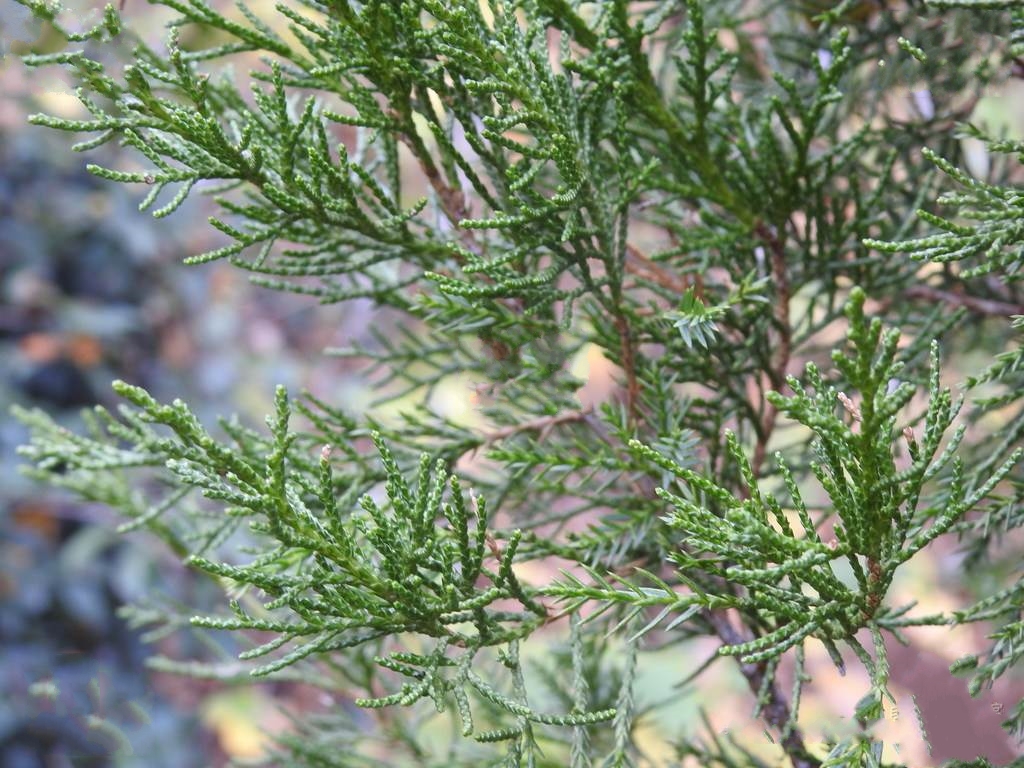  p>千头柏(学名: i>platycladus orientalis  /i>(linn.) franco cv.