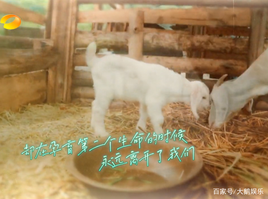 黄磊坏坏一笑，主动拥抱《向往的生活》导演，导演突然紧张到手抖_百科TA说
