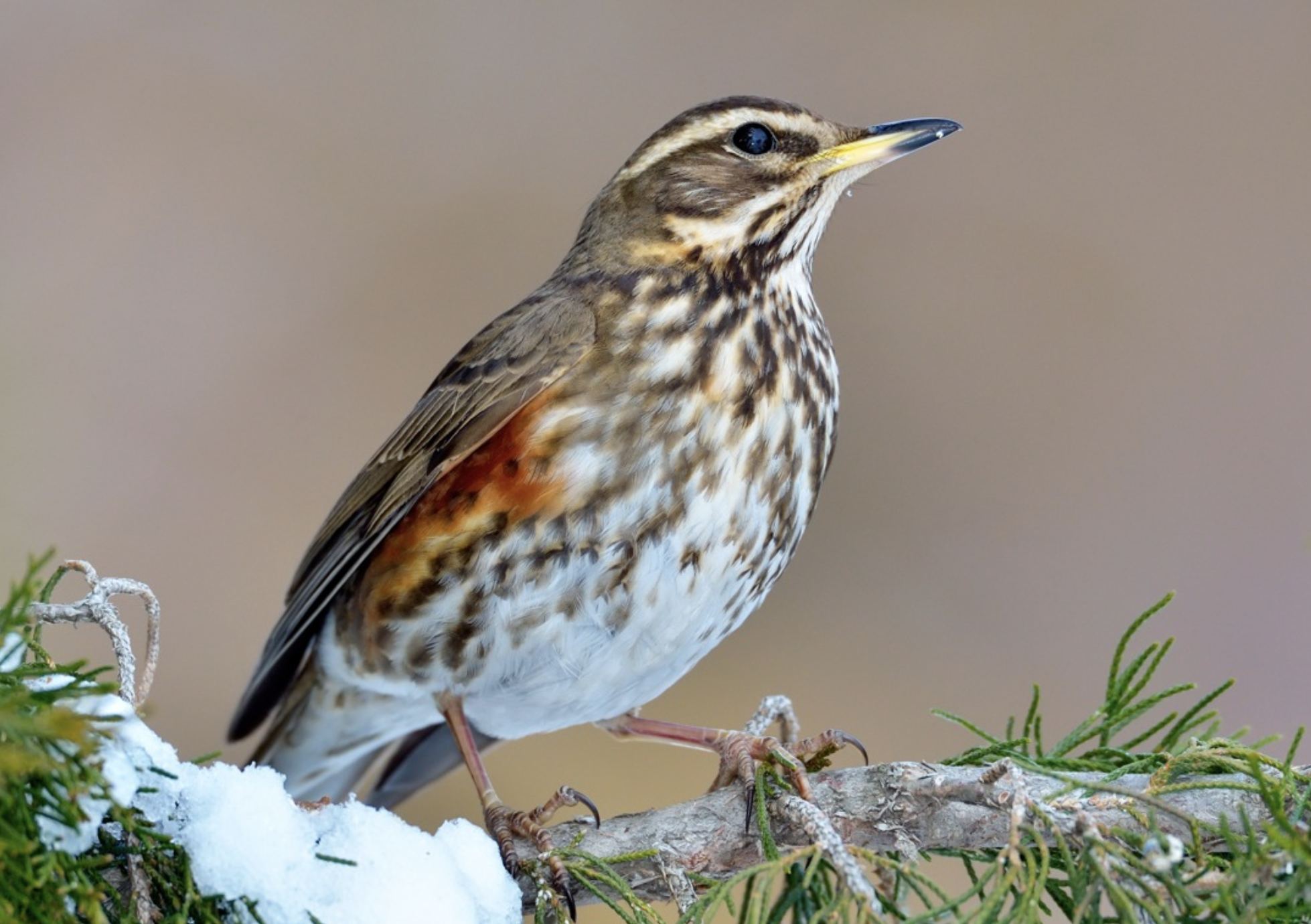  p>白眉歌鸫(学名: i>turdus iliacus /i>)是鸫科,鸫属中型鸟类,体长