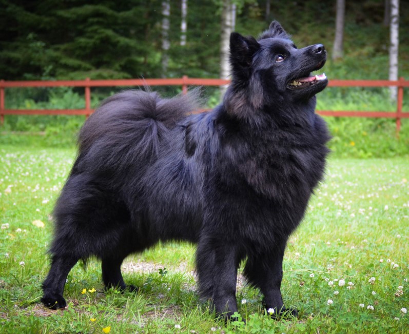  p data-id="gn3uvqkv63">别名/常用名: 别名:瑞典拉普赫德犬,拉普兰