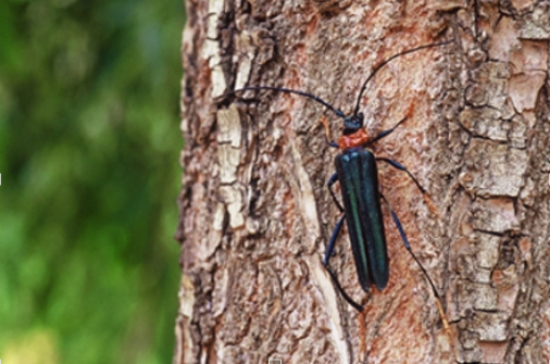 红腹柄天牛