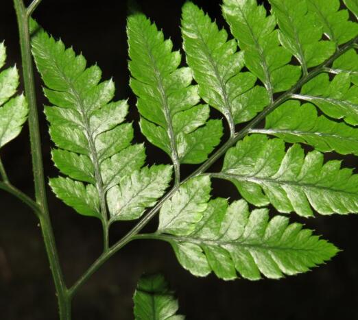  p>华东复叶耳蕨(学名: i>arachniodes /i>  i>pseudoaristata /i>