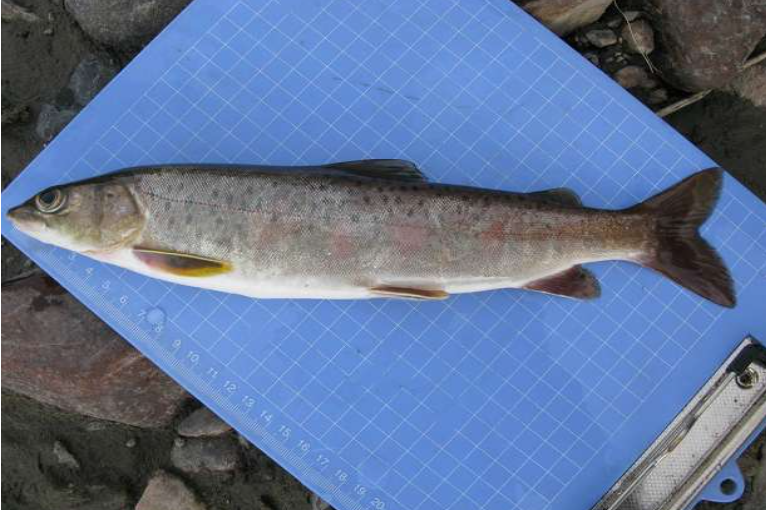  p>细鳞鲑(学名: i>brachymystax lenok /i>)是鲑科,细鳞鱼属鱼类.