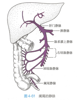 阑尾的静脉