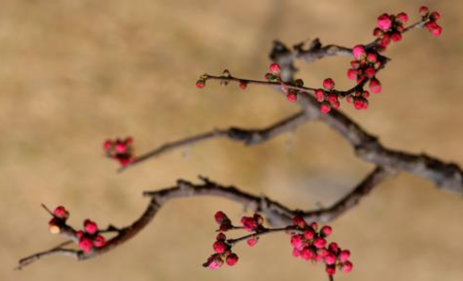 不会凋谢的鲜花——干枝梅_百科TA说