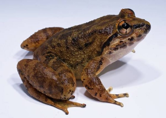 版纳大头蛙