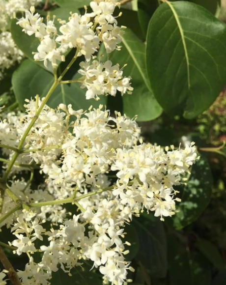 白檀是佛教里说到的檀香木吗 百科ta说