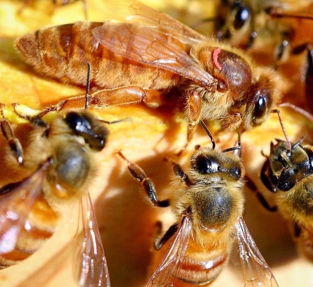 今天为我们采蜜的小蜜蜂来自国外 有关蜂蜜的9个问题 百科ta说