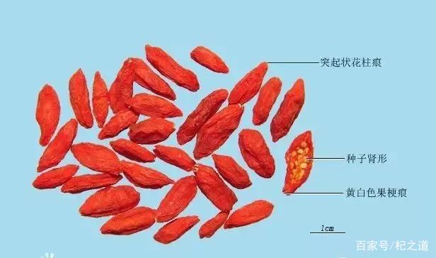 中国枸杞十大文化_百科TA说