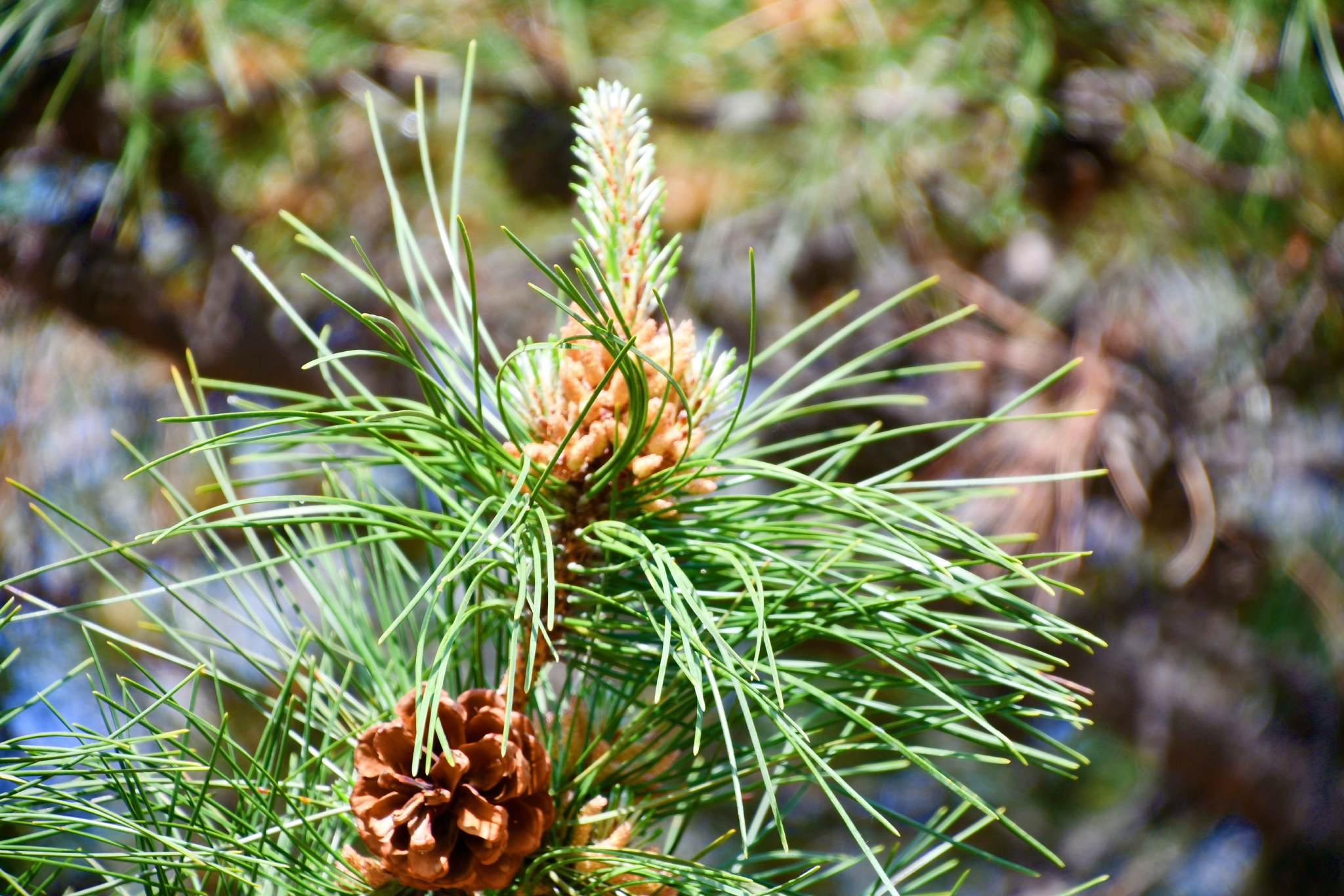  p data-id="tyfsq0yqxnks">马尾松( i>pinus massoniana /i> lamb.