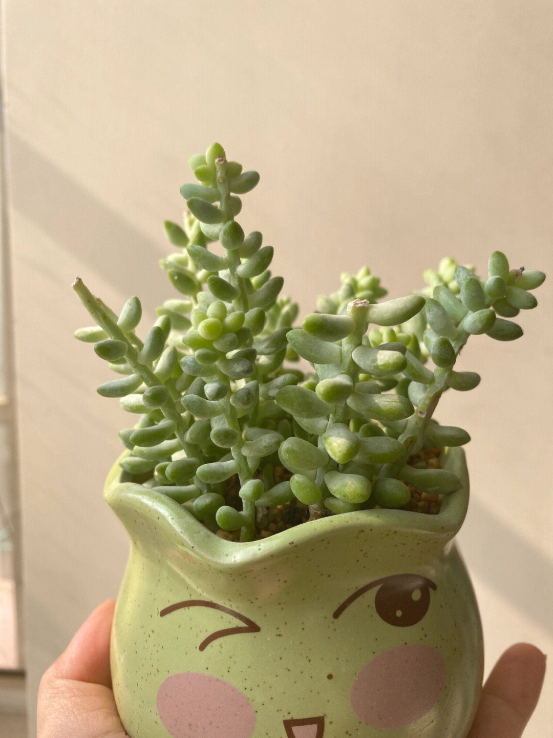 新玉缀