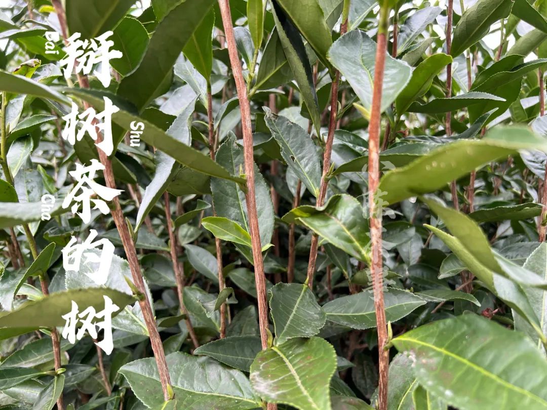 白毫银针还在萌发，那这两天上市的白茶，都是些什么白茶的茶芽？_百科TA说