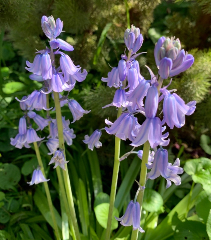 hyacinthoides non-scripta subsp. hispanica