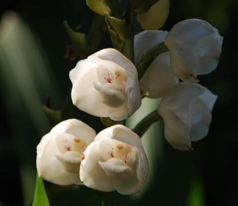  p>鸽子兰(学名: i>peristeria /i>  i>elata /i> hook.