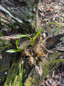澳洲凤兰_百度百科