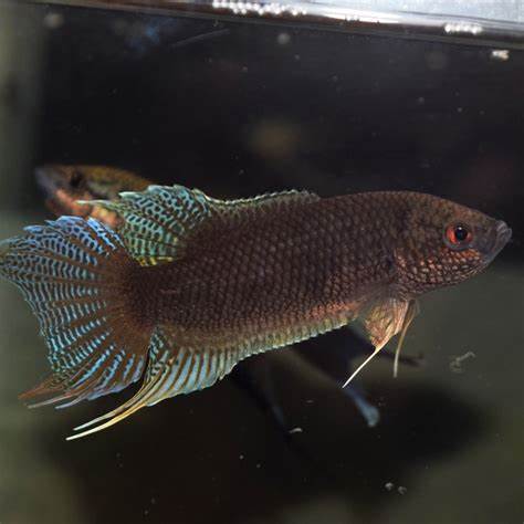 香港黑叉尾斗鱼